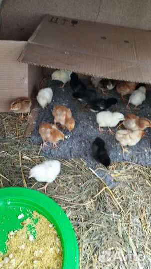 Цыплята (домашняя несушка)