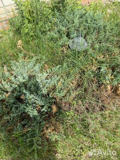 Можевельник