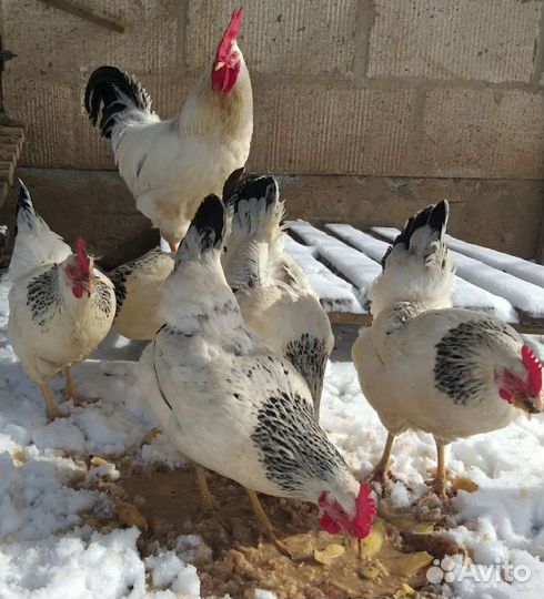 Цыплята порода Адлерская серебристая