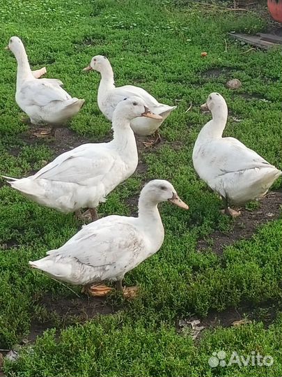 Утки муларды