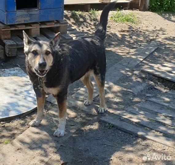 Отличный кобелек друг и охранник из приюта