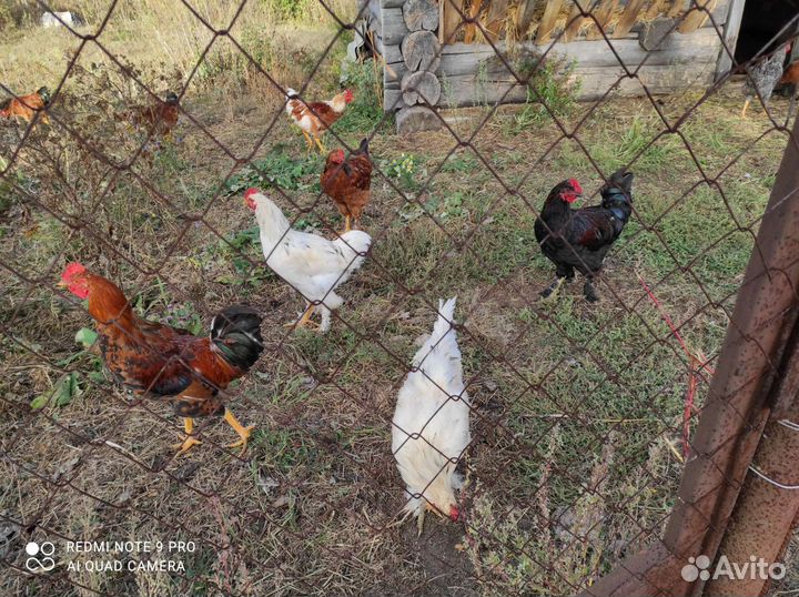 Молодые петушки