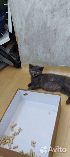 Отдам бесплатно