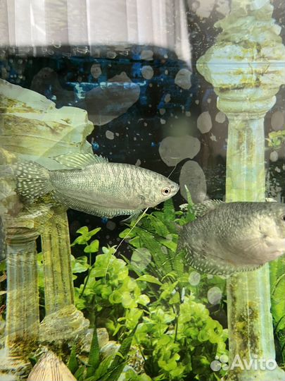 Моллинезия