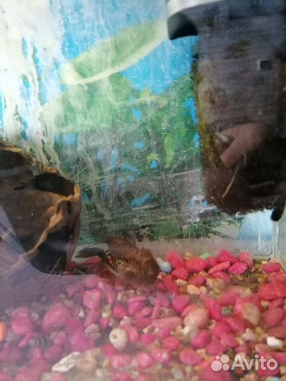 Аквариум
