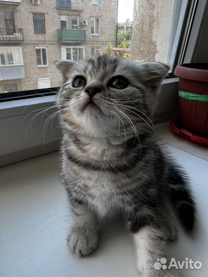 Шотландская вислоухая кошка