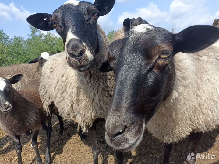 Овцы бараны ягнята романовские