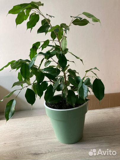 Фикус бенджамина