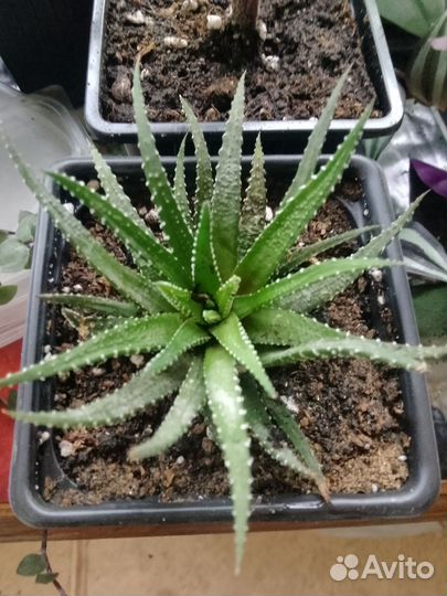 Комнатные цветы