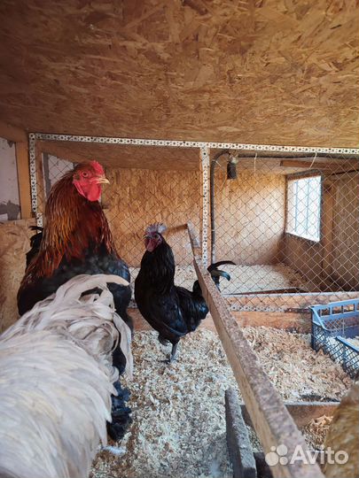 Петушки Маран, ухейулюй, брама, нидерхайнер