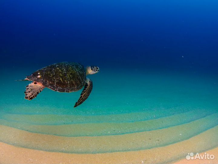 Плайя-дель-Кармен Топ-Экскурсия Снорклинг с морски