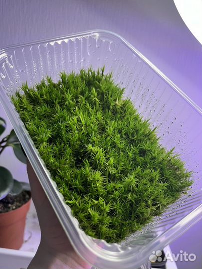 Мох лесной живой