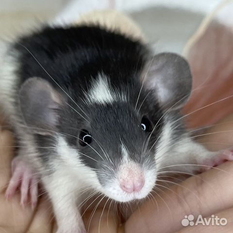 Питомник. Дамбо крысы, крысята, крыса