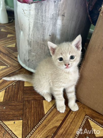 Отдам в добрые руки