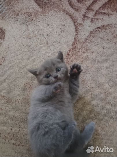 Британские котята