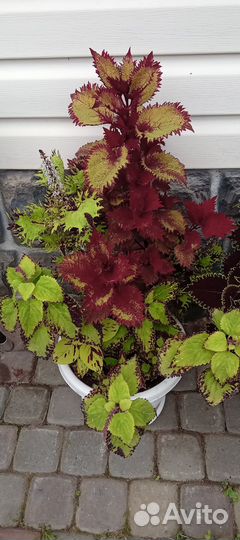 Колеусы сортовые