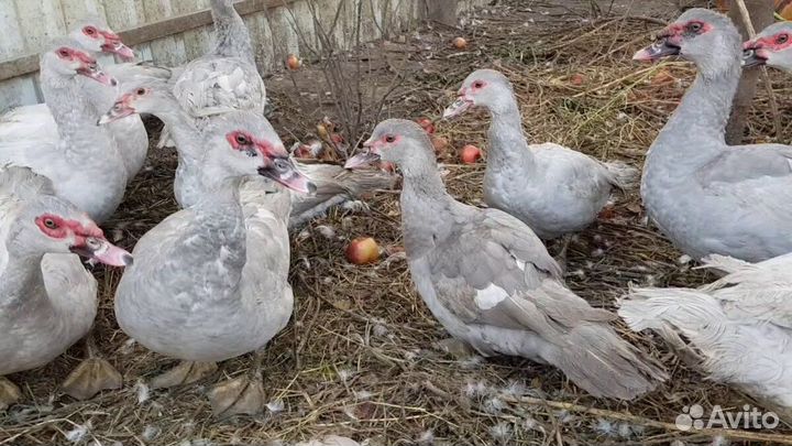 Индоутки лаванда