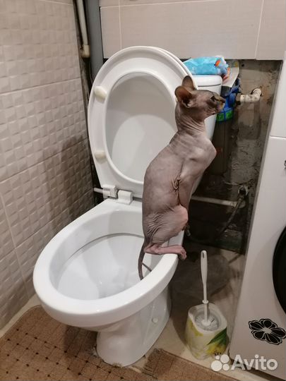 Домашние животные