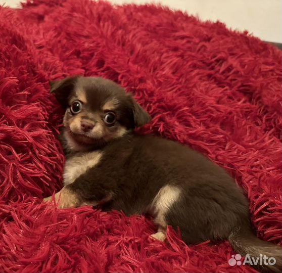 Щенки чихуахуа