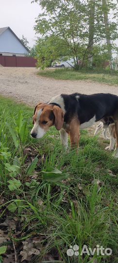Найдена собака бигль или эстонская гончая