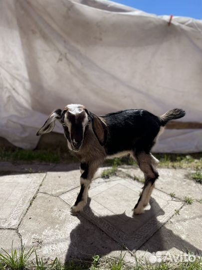 Козлята
