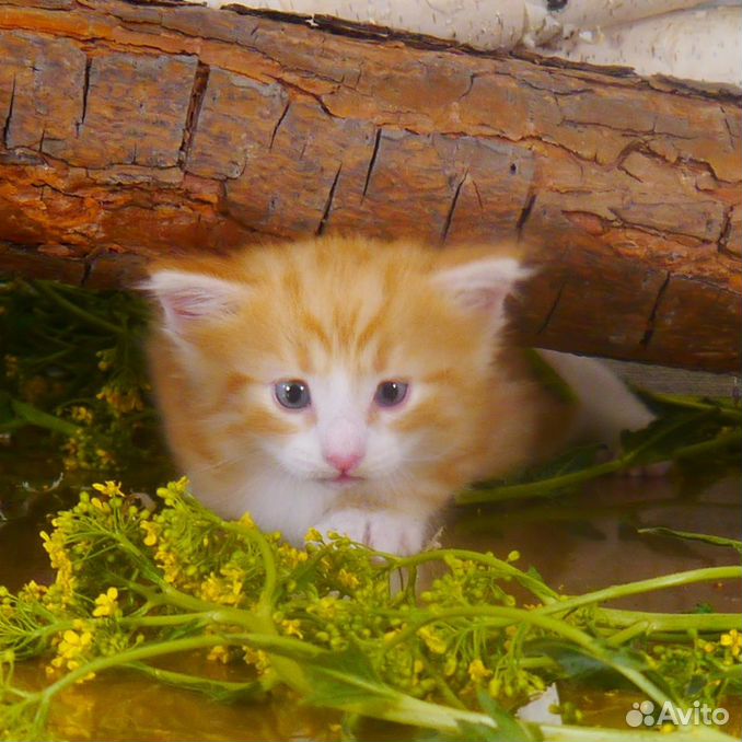 Котенок породы норвежская лесная с родословной