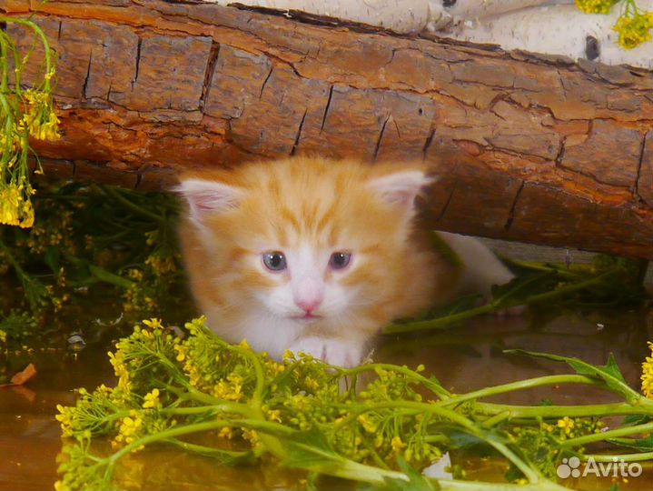 Котенок породы норвежская лесная с родословной