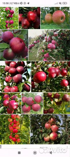 Саженцы яблоня