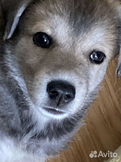 Щенок 2,5 месяца в добрые руки