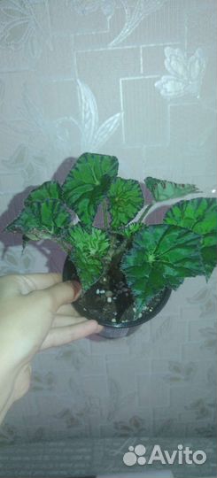 Бегония