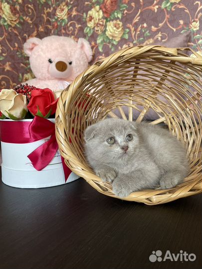 Шотландские котята