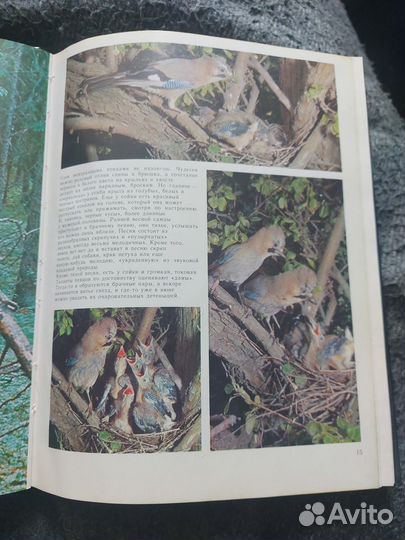 Книга Мир лесных птиц