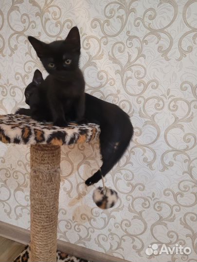 Бурманские котята