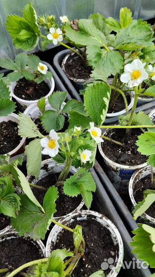 Рассада клубники