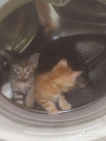 Кошка в дар