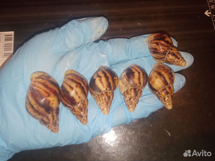 Ахатины Фулики, Ретикулята