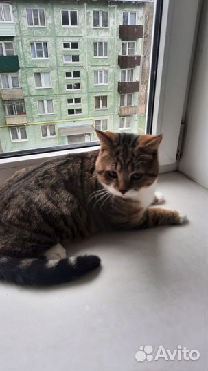 Кот в добрые руки