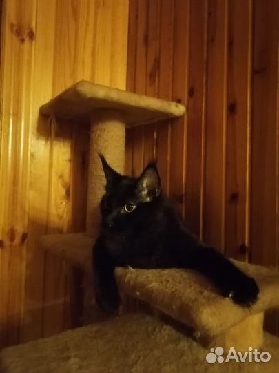 Котята мейн-кун