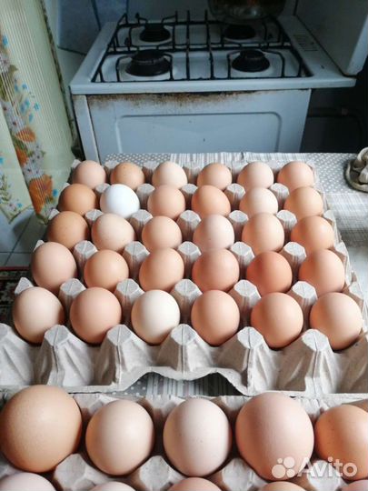 Продаю домашнее куриное яйцо