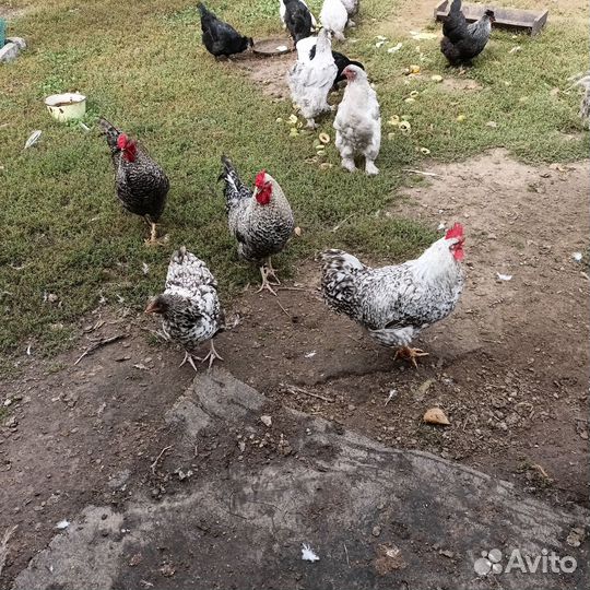 Молодые петухи,Виандоты
