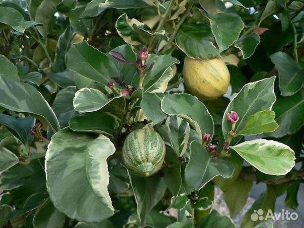 Лимон Пинк Эврика Вариегатный