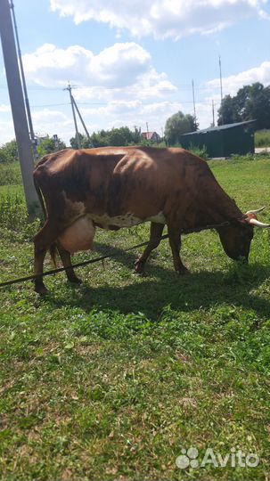 Корова высокоудойная Джерси