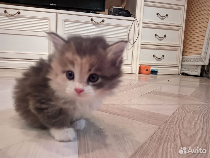 Отдам котят в добрые руки