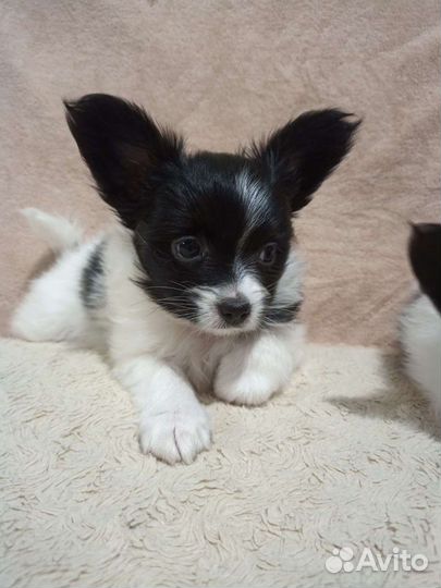 Папильон. Щенки