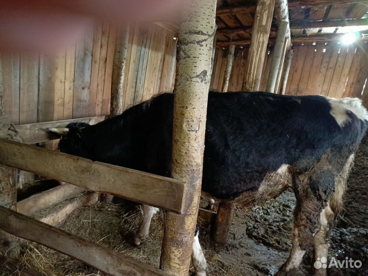 Продам бычков