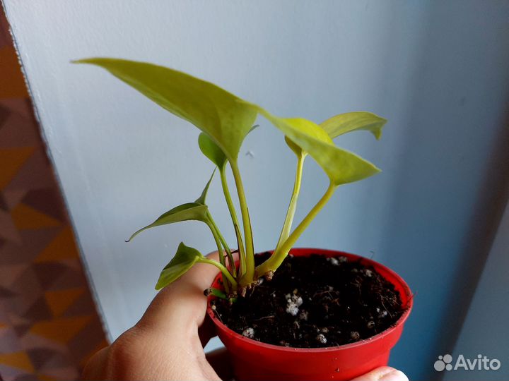 Филодендрон лимон лайм