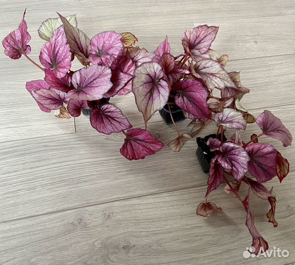 Бегония Rex декоративно-лиственная