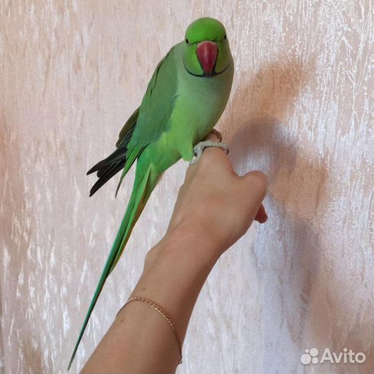 Ожереловый попугай