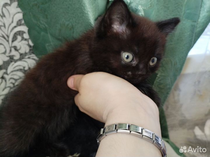 Котенок бесплатно