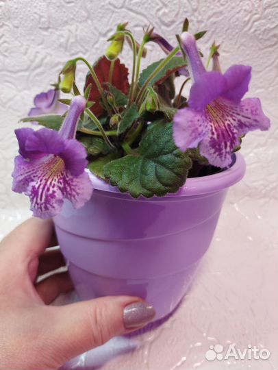 Минисиннингии